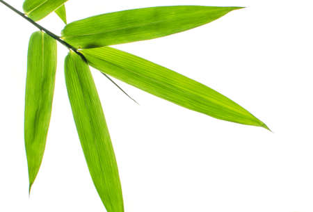Green Bamboo Leaf Canopy on White background の写真素材