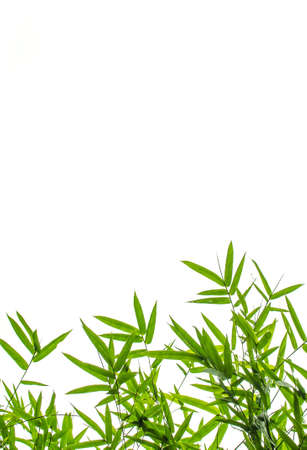 Green Bamboo Leaf Canopy on White background の写真素材