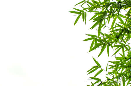 Green Bamboo Leaf Canopy on White background の写真素材