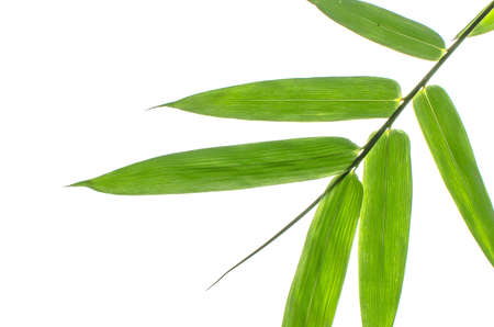 Green Bamboo Leaf Canopy on White background の写真素材