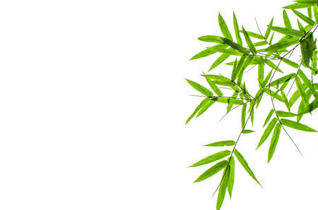 Green Bamboo Leaf Canopy on White background の写真素材