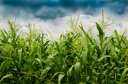Stormy Corn Field   in countryside northern Thailand の写真素材