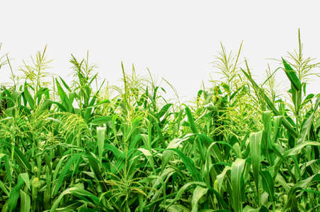 corn field plants against white background  in countryside northern Thailand の写真素材