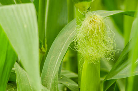 Ears of corn growing on stalks  in countryside northern Thailand の写真素材