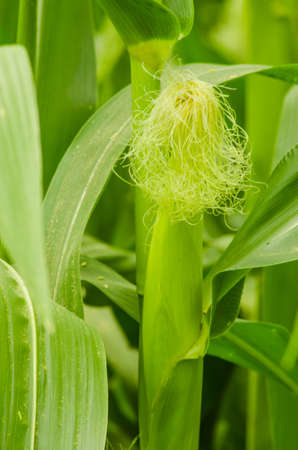 Ears of corn growing on stalks  in countryside northern Thailand の写真素材
