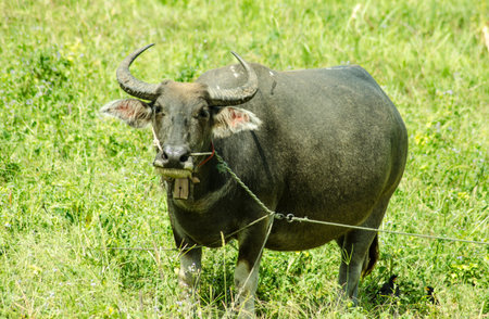 Buffalo in rural grasslands of northern Thailand 
