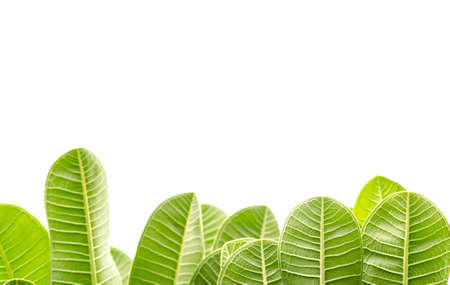 Frangipani leaves on white backgroundの写真素材