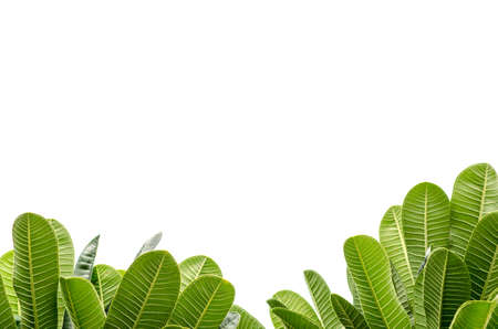 Frangipani leaves on white backgroundの写真素材