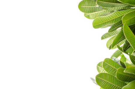 Frangipani leaves on white backgroundの写真素材