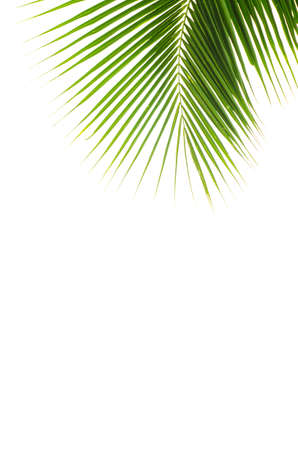 Coconut leaves on white backgroundの写真素材