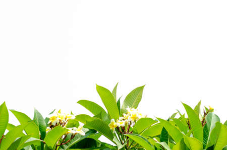 Frangipani leaves on white backgroundの写真素材
