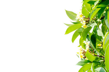 Frangipani leaves on white backgroundの写真素材