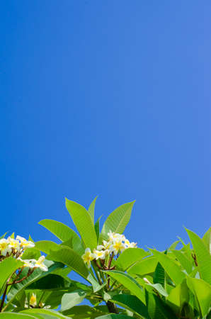 Frangipani leaves on sky blue backgroundの写真素材