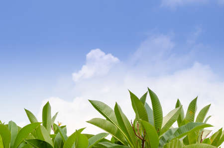 Frangipani leaves on sky blue backgroundの写真素材