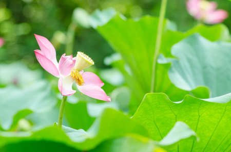 Pink lotus lilies in a field in rural northern Thailand の写真素材
