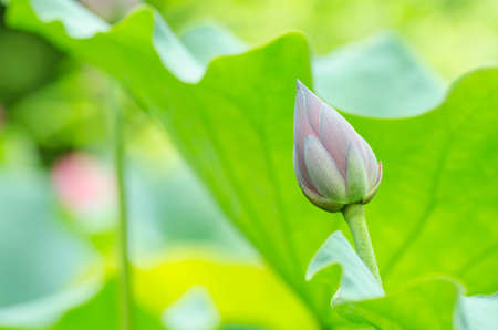 Pink lotus lilies in a field in rural northern Thailand の写真素材