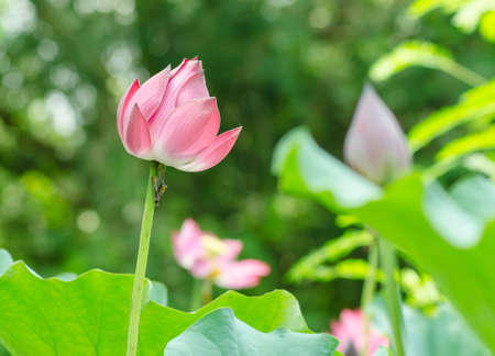 Pink lotus lilies in a field in rural northern Thailand の写真素材