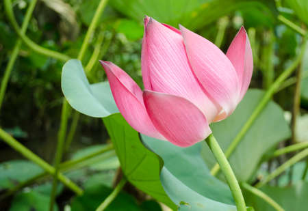Pink lotus lilies in a field in rural northern Thailand.の写真素材