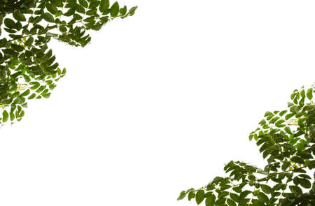 Natural green leaf on a white background, frame leaves の写真素材