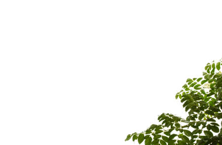 Natural green leaf on a white background, frame leaves の写真素材