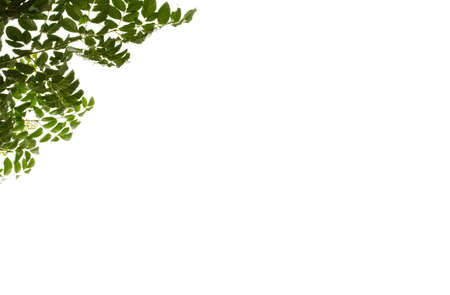 Natural green leaf on a white background, frame leaves の写真素材