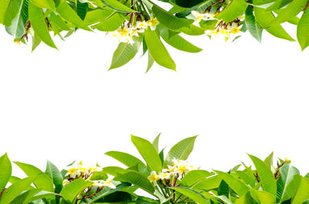 Frangipani leaves on white backgroundの写真素材