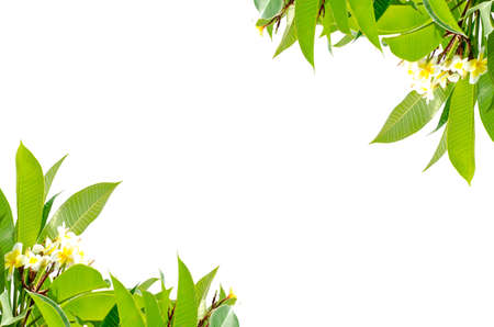 Frangipani leaves on white backgroundの写真素材