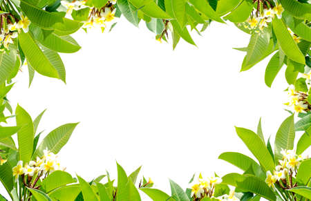 Frangipani leaves on white backgroundの写真素材