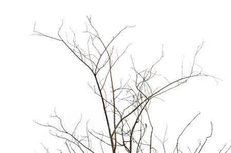 Photo of dry twigs on a white background