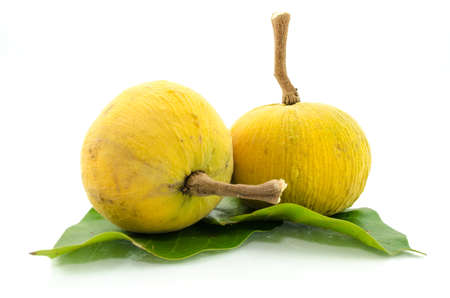 Santol, tropical fruit on white background,Sweet Foodの写真素材