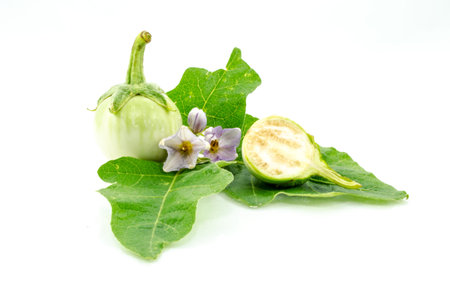 fresh organic green eggplant isolated on white backgroundの写真素材