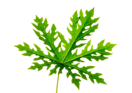 Leaves of papaya tree isolated on white backgroundの写真素材
