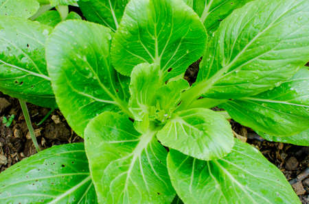 Close-up of Thai Lettuce growing on a farm.の写真素材