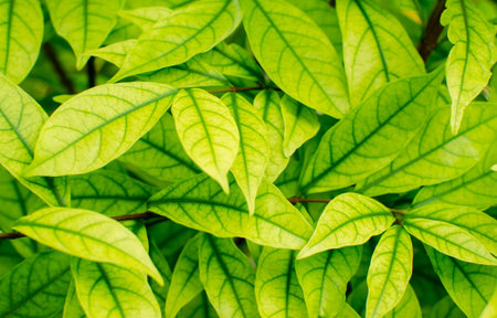 Green leaves background, Natural background of bright green leaves.の写真素材