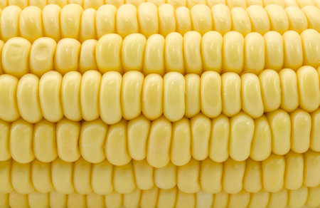 Ear of Corn isolated on a white backgroundの写真素材