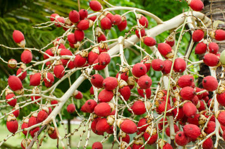 Areca palm with nuts,Are-ca Nut Palm tropical tree with green fruits in the natureの写真素材