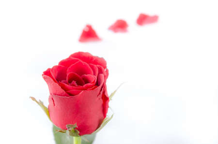 Red rose isolated on white background.の写真素材