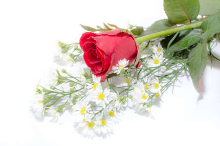 Red rose isolated on white background.の写真素材