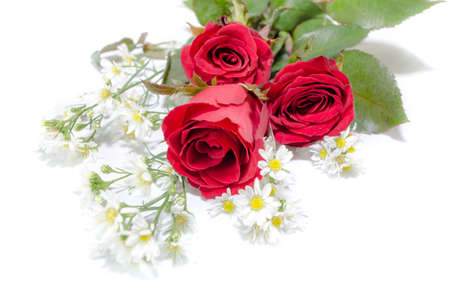 Red rose isolated on white background.の写真素材