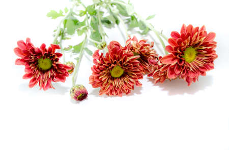 orange with yellow chrysanthemums isolated on white 
background.の写真素材