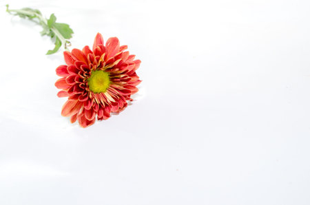 orange with yellow chrysanthemums isolated on white background.の写真素材