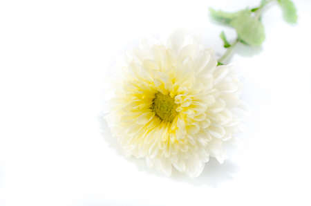 white with yellow chrysanthemums isolated on white background.の写真素材