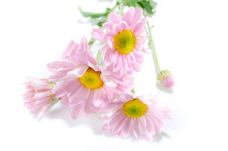 pink with yellow chrysanthemums isolated on white 
background.の写真素材
