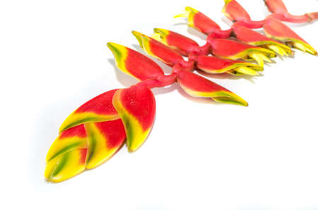 A beautiful red Heliconia, a tropical flower, isolated on a white backgroundの写真素材