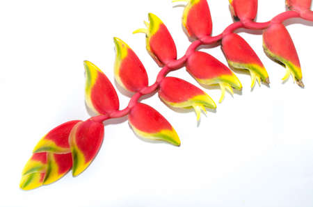 A beautiful red Heliconia, a tropical flower, isolated on a white backgroundの写真素材