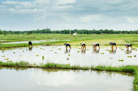 Female farmers transplanted rice sprouts to the rice field next to the ready for harvesting field. Thailandの写真素材
