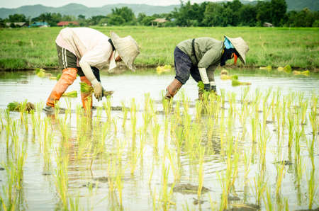 Female farmers transplanted rice sprouts to the rice field next to the ready for harvesting field. Thailandのeditorial素材