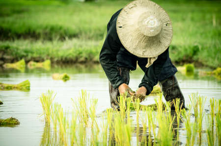 Female farmers transplanted rice sprouts to the rice field next to the ready for harvesting field. Thailandの写真素材