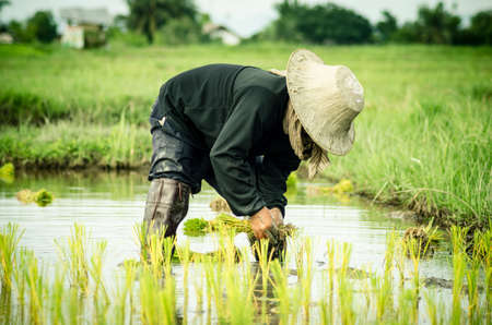 Female farmers transplanted rice sprouts to the rice field next to the ready for harvesting field. Thailandの写真素材