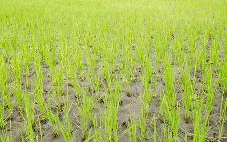 Rice seedlings freshly planted, Thailand, Southeast Asiaの写真素材